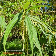 Boehmeria penduliflora Bois de chapelet Urticaceae E E 18.jpeg